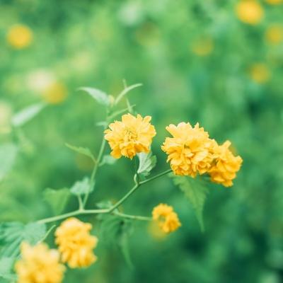 校园模拟器婴儿版免费下载
